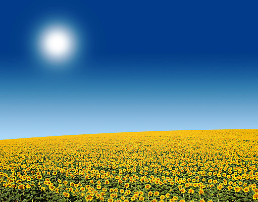 포토 JPG 해외이미지 식물 꽃 백그라운드 밭 자연 하늘 해바라기 풍경 초원 사람없음 야외 여름 태양 봄 프랑스 해외202004 해외202105 해외포토 자연요소 계절 유럽 농업 생태계 파일형식