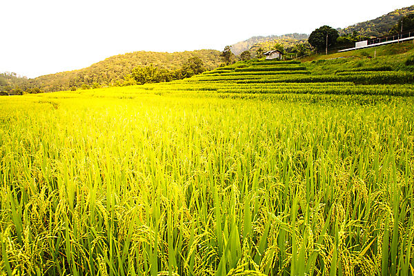 포토 JPG 해외이미지 식물 음식 태국 자연 밥 풍경 초원 사람없음 야외 여름 농경지 수확 가을 논밭 해외202004 해외202105 해외포토 계절 아시아 밭 농업 논 농장 생태계 파일형식