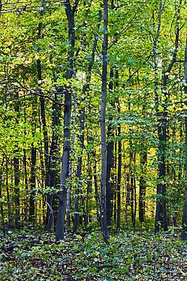 포토 JPG 해외이미지 나무 식물 공원 백그라운드 잎 자연 하늘 산 풍경 사람없음 야외 여름 봄 안개 가을 숲 삼림지대 해외202004 해외202105 해외포토 계절 공공시설 날씨 생태계 파일형식