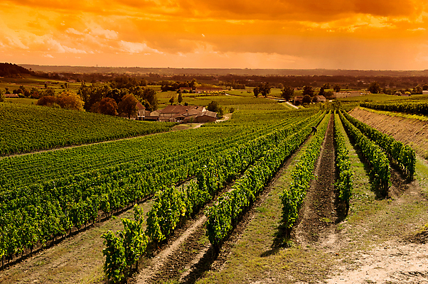 포토 JPG 해외이미지 나무 식물 음식 여행 백그라운드 자연 하늘 포도 풍경 사람없음 야외 여름 햇빛 태양 일몰 수확 가을 포도밭 포도나무 해외202004 해외202105 해외포토 자연요소 계절 밭 농업 과일 노을 과일나무 생태계 파일형식
