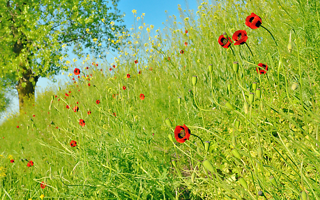 포토 JPG 해외이미지 나무 식물 꽃잎 꽃 꽃다발 밭 자연 풍경 사람없음 야외 여름 태양 화목 봄 원예 양귀비 카놀라 해외202004 해외202105 해외포토 자연요소 계절 컨셉 농업 취미 생태계 파일형식
