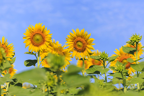 포토 JPG 해외이미지 식물 꽃 백그라운드 잎 밭 자연 하늘 해바라기 풍경 초원 사람없음 야외 여름 햇빛 태양 봄 해외202004 해외202105 해외포토 자연요소 계절 농업 생태계 파일형식