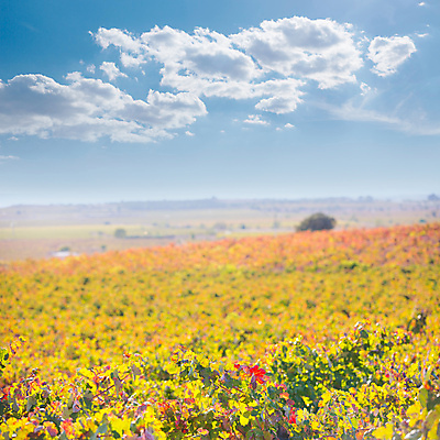 포토 JPG 해외이미지 나무 식물 음식 백그라운드 밭 자연 하늘 포도 건강 풍경 사람없음 야외 여름 태양 일출 일몰 수확 가을 스페인 다발 심볼 포도밭 포도나무 숙성 해외202004 해외202105 해외포토 자연요소 계절 유럽 농업 과일 노을 과일나무 생태계 파일형식