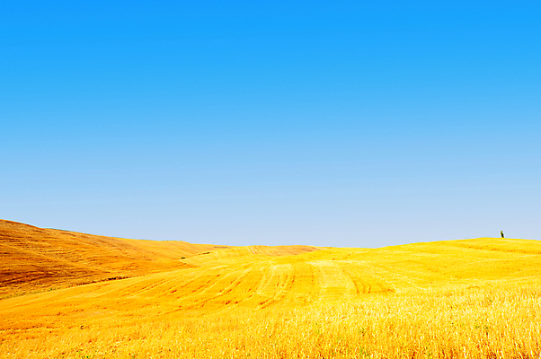 포토 JPG 해외이미지 식물 유럽 밭 자연 하늘 건조 풍경 초원 사람없음 여름 농경지 수확 볏짚 밀 웨이브 밀짚 토스카나 호밀 목가 해외202004 해외202105 해외포토 계절 나라 농업 곡류 농장 이탈리아 짚 생태계 파일형식