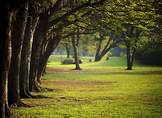 포토 JPG 해외이미지 나무 식물 공원 잎 밭 자연 하늘 풍경 잔디 사람없음 여름 햇빛 태양 봄 도시 오픈 숲 상쾌 해외202004 해외202105 해외포토 자연요소 계절 공공시설 감정 농업 생태계 파일형식