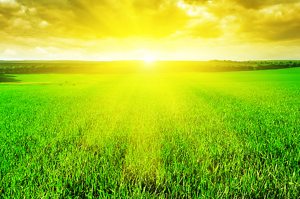 포토 JPG 해외이미지 나무 식물 구름 꽃 백그라운드 밭 자연 하늘 풍경 잔디 초원 사람없음 야외 여름 햇빛 태양 일출 일몰 봄 가을 숲 해외202004 해외202105 해외포토 자연요소 계절 농업 노을 생태계 파일형식