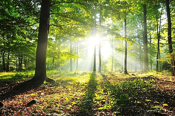 포토 JPG 해외이미지 나무 공원 백그라운드 잎 자연 풍경 사람없음 야외 여름 햇빛 태양 일출 봄 안개 가을 숲 삼림지대 해외202004 해외202105 해외포토 자연요소 식물 계절 공공시설 날씨 노을 생태계 파일형식