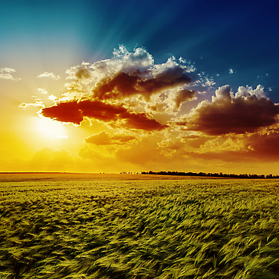 포토 JPG 해외이미지 식물 구름 백그라운드 자연 하늘 풍경 초원 사람없음 야외 여름 햇빛 태양 농경지 일출 일몰 봄 밀 해외202004 해외202105 해외포토 자연요소 계절 곡류 농장 노을 생태계 파일형식