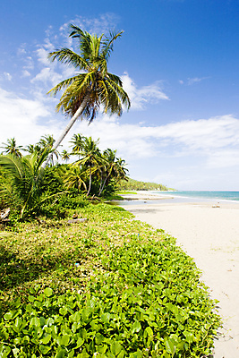 포토 JPG 해외이미지 나무 식물 바다 섬 여행 자연 풍경 해변 사람없음 야외 여름 야자수 미국 세계여행 중앙아메리카 카리브해 해외202004 해외202105 해외포토 계절 북아메리카 아메리카 세계 생태계 파일형식