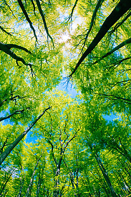 포토 JPG 해외이미지 나무 식물 응시 공원 백그라운드 잎 자연 하늘 풍경 사람없음 야외 여름 태양 봄 덮개 가을 숲 해외202004 해외202105 해외포토 자연요소 시선 계절 공공시설 뚜껑 생태계 파일형식