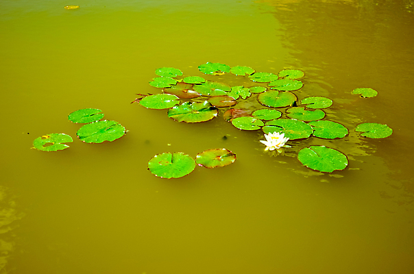 포토 JPG 해외이미지 식물 공원 꽃 호수 백그라운드 잎 자연 사람없음 야외 강 반사 저수지 연못 해외202004 해외202105 해외포토 공공시설 생태계 파일형식