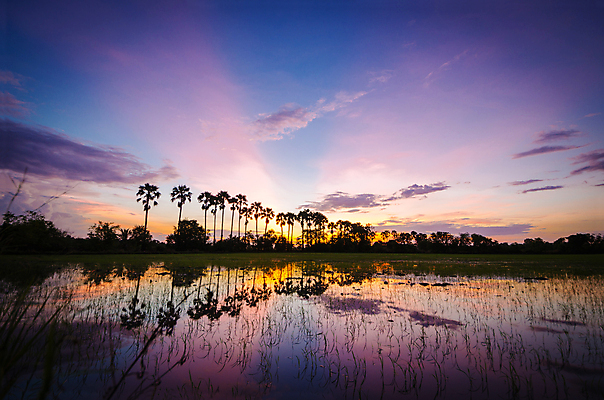 포토 JPG 해외이미지 나무 식물 구름 실루엣 여행 잎 밭 태국 자연 하늘 밥 풍경 사람없음 여름 반사 일출 일몰 설탕 자두 해외202004 해외202105 해외포토 자연요소 계절 아시아 음식 농업 과일 촬영기법 노을 생태계 파일형식