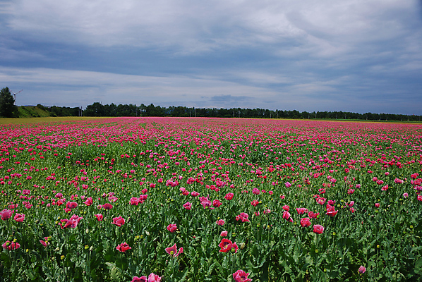 포토 JPG 해외이미지 식물 꽃잎 꽃 백그라운드 잎 밭 자연 하늘 프레임 풍경 초원 사람없음 여름 보라색 봄 들꽃 모서리 각도 양귀비 진홍색 취급주의 국경 해외202004 해외202105 해외포토 계절 컬러 농업 경고 빨간색 생태계 파일형식