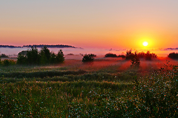 포토 JPG 해외이미지 나무 구름 꽃 실루엣 백그라운드 밭 자연 하늘 풍경 초원 사람없음 여름 햇빛 태양 어둠 일몰 해외202004 해외202105 해외포토 자연요소 식물 계절 농업 촬영기법 노을 생태계 파일형식