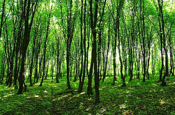 포토 JPG 해외이미지 나무 식물 공원 잎 자연 풍경 사람없음 야외 여름 햇빛 산책 숲 해외202004 해외202105 해외포토 계절 공공시설 휴식 태양 생태계 파일형식
