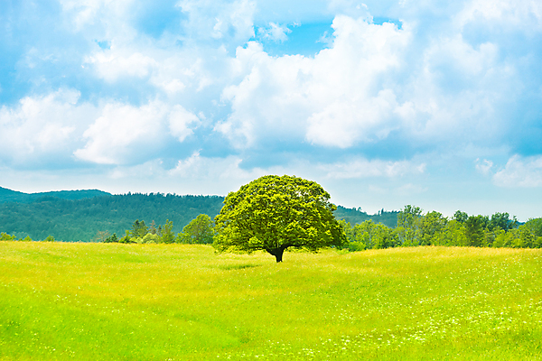 포토 JPG 해외이미지 주간 나무 구름 자연 하늘 한그루 풍경 잔디 초원 사람없음 야외 여름 해외202004 해외202105 해외포토 자연요소 식물 1 계절 생태계 파일형식