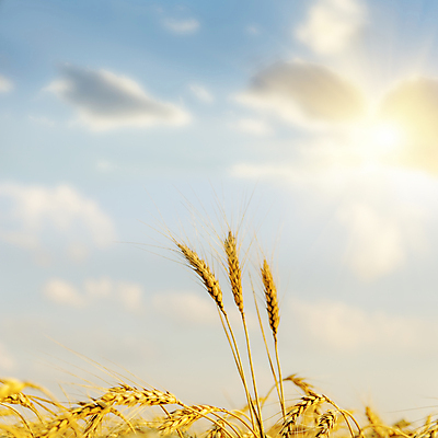 포토 JPG 해외이미지 주간 자연 하늘 풍경 사람없음 야외 햇빛 일몰 벼이삭 해외202004 해외202105 해외포토 자연요소 태양 노을 생태계 이삭 파일형식