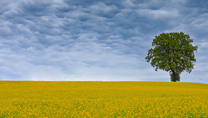 포토 JPG 해외이미지 나무 구름 꽃 밭 자연 하늘 풍경 사람없음 야외 여름 농경지 봄 기름 폭풍 카놀라 폭풍우 해외202004 해외202105 해외포토 자연요소 식물 계절 음식 농업 날씨 농장 비_날씨 자연재해 생태계 파일형식