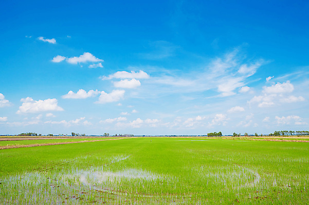 포토 JPG 해외이미지 식물 구름 백그라운드 밭 자연 하늘 풍경 잔디 초원 사람없음 야외 여름 햇빛 태양 전원 해외202004 해외202105 해외포토 자연요소 계절 농업 전기에너지 생태계 파일형식