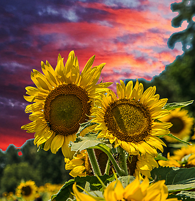 포토 JPG 해외이미지 식물 꽃 백그라운드 밭 자연 해바라기 풍경 초원 사람없음 야외 여름 햇빛 태양 해외202004 해외202105 해외포토 자연요소 계절 농업 생태계 파일형식