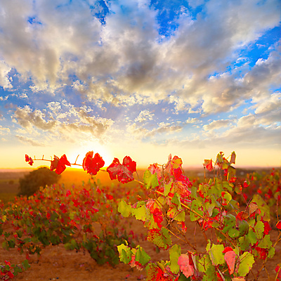 포토 JPG 해외이미지 나무 식물 음식 백그라운드 밭 자연 하늘 포도 건강 풍경 사람없음 야외 여름 태양 일출 일몰 수확 가을 스페인 다발 심볼 포도밭 포도나무 숙성 해외202004 해외202105 해외포토 자연요소 계절 유럽 농업 과일 노을 과일나무 생태계 파일형식