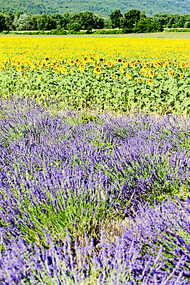 포토 JPG 해외이미지 나무 식물 꽃 유럽 여행 밭 자연 해바라기 풍경 사람없음 야외 여름 프랑스 세계여행 라벤더 서유럽 해외202004 해외202105 해외포토 계절 나라 농업 세계 허브 생태계 파일형식