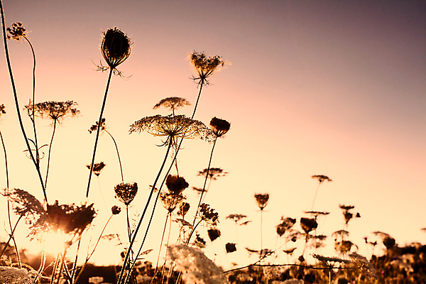 포토 JPG 해외이미지 주간 꽃 자연 하늘 풍경 사람없음 야외 일몰 들꽃 해외202004 해외202105 해외포토 자연요소 식물 노을 생태계 파일형식