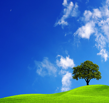 포토 JPG 해외이미지 주간 나무 구름 자연 하늘 한그루 풍경 초원 사람없음 야외 여름 해외202004 해외202105 해외포토 자연요소 식물 1 계절 생태계 파일형식