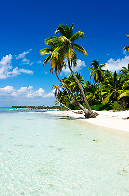 포토 JPG 해외이미지 주간 자연 하늘 풍경 해변 사람없음 야외 여름 야자수 맑음 휴양지 해외202004 해외202105 해외포토 자연요소 나무 계절 바다 날씨 장소 생태계 파일형식
