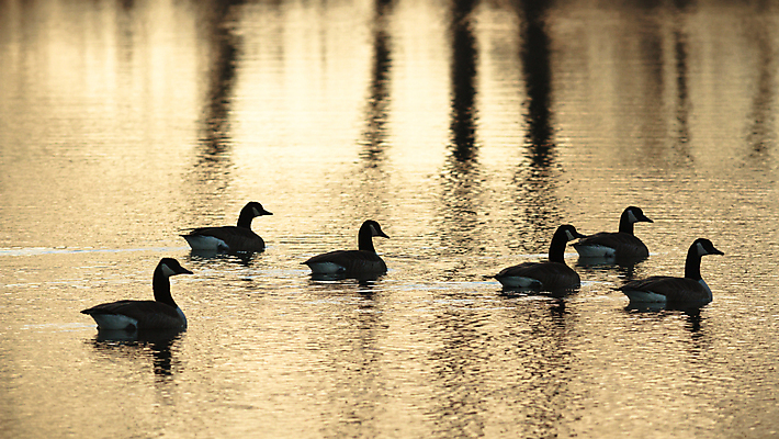 포토 JPG 해외이미지 동물 구름 실루엣 호수 바다 백그라운드 날개 모션 자연 조류 하늘 풍경 사람없음 야외 여름 태양 일출 일몰 봄 그룹 깃털 동물상 해외202004 해외202105 해외포토 자연요소 계절 촬영기법 조형물 노을 생태계 파일형식