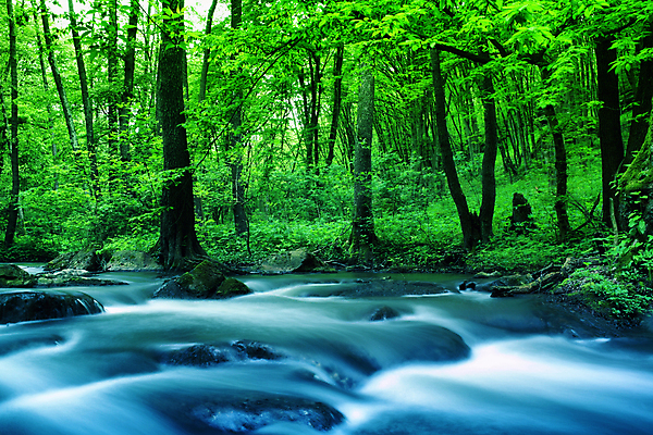 포토 JPG 해외이미지 나무 백그라운드 잎 모션 자연 풍경 사람없음 여름 강 봄 숲 해외202004 해외202105 해외포토 식물 계절 생태계 파일형식