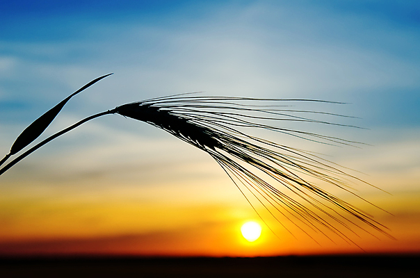 포토 JPG 해외이미지 실루엣 자연 하늘 풍경 사람없음 야외 여름 햇빛 일몰 야간 보리 해외202004 해외202105 해외포토 자연요소 계절 곡류 촬영기법 태양 노을 생태계 파일형식