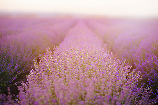 포토 JPG 해외이미지 주간 꽃밭 자연 풍경 사람없음 야외 아웃포커스 라벤더 해외202004 해외202105 해외포토 자연요소 꽃 촬영기법 허브 생태계 파일형식