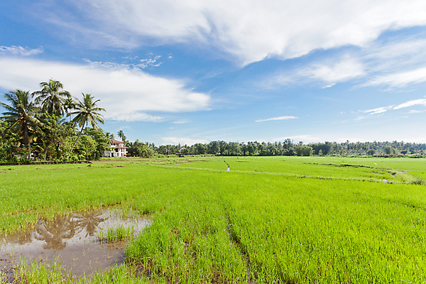포토 JPG 해외이미지 주간 구름 자연 하늘 논 풍경 사람없음 야외 야자수 웅덩이 스리랑카 해외202004 해외202105 해외포토 자연요소 나무 아시아 농업 생태계 파일형식