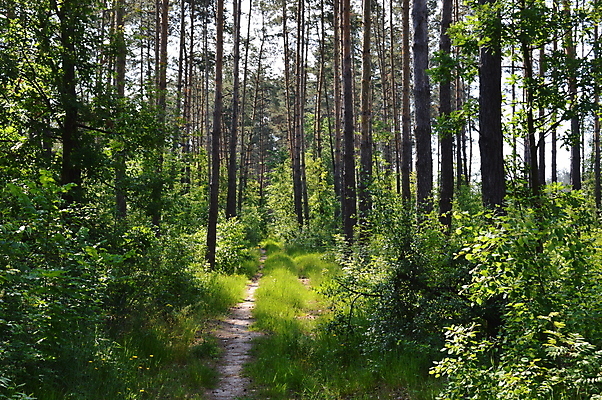 포토 JPG 해외이미지 주간 나무 잎 자연 풍경 사람없음 야외 숲속 숲 숲길 울창 해외202004 해외202105 해외포토 자연요소 식물 길 생태계 파일형식