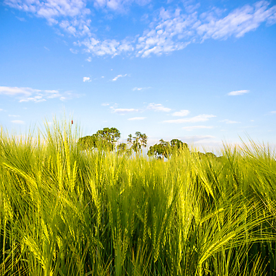 포토 JPG 해외이미지 주간 나무 구름 공원 여행 자연 하늘 풍경 사람없음 야외 자연백그라운드 해외202004 해외202105 해외포토 자연요소 식물 공공시설 백그라운드 생태계 파일형식