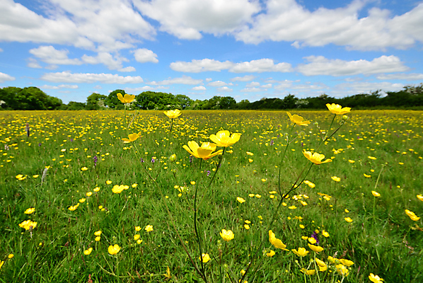 포토 JPG 해외이미지 주간 구름 꽃 자연 하늘 풍경 초원 사람없음 야외 봄 자연백그라운드 미나리아재비 해외202004 해외202105 해외포토 자연요소 식물 계절 백그라운드 생태계 파일형식