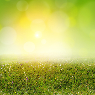 포토 JPG 해외이미지 주간 자연 풍경 사람없음 야외 풀 빛망울 해외202004 해외202105 해외포토 자연요소 식물 빛 생태계 파일형식