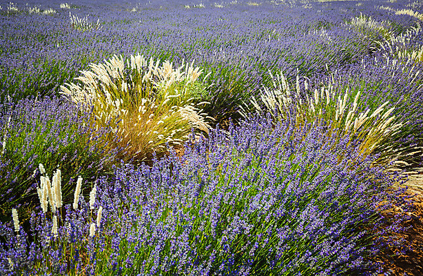 포토 JPG 해외이미지 식물 꽃 유럽 백그라운드 밭 자연 하늘 풍경 사람없음 여름 보라색 프랑스 제비꽃 라벤더 해외202004 해외202105 해외포토 계절 나라 컬러 농업 허브 생태계 파일형식