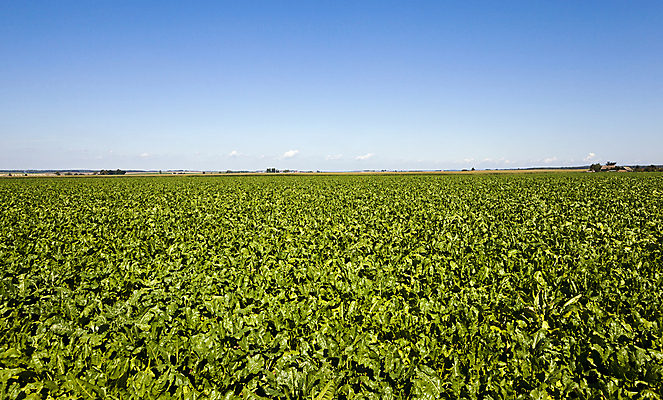 포토 JPG 해외이미지 주간 유럽 밭 자연 하늘 풍경 사람없음 야외 자연백그라운드 해외202004 해외202105 해외포토 자연요소 나라 백그라운드 농업 생태계 파일형식