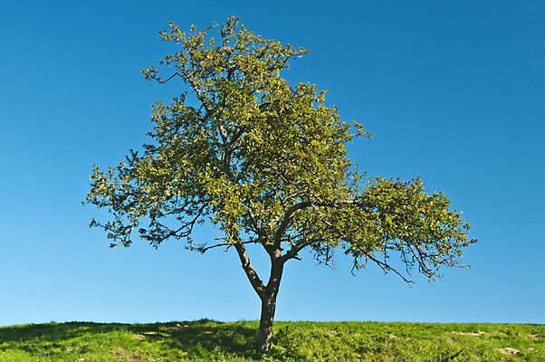 포토 JPG 해외이미지 주간 나무 자연 하늘 풍경 사람없음 야외 자연백그라운드 해외202004 해외202105 해외포토 자연요소 식물 백그라운드 생태계 파일형식