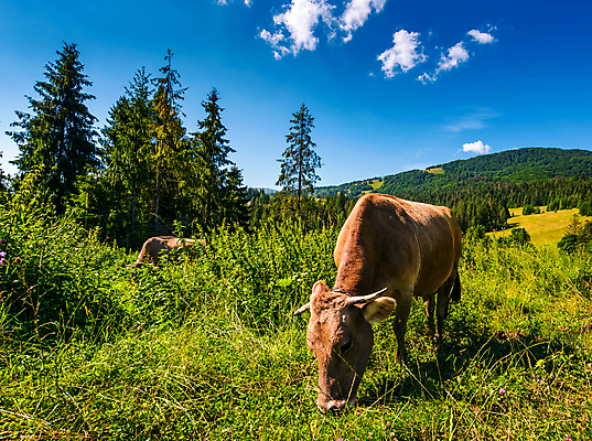 포토 JPG 해외이미지 주간 나무 구름 두마리 자연 하늘 산 풍경 잔디 초원 사람없음 야외 소 방목 자연백그라운드 해외202004 해외202105 해외포토 자연요소 식물 백그라운드 2 포유류 축산업 생태계 파일형식