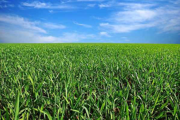 포토 JPG 해외이미지 주간 구름 자연 하늘 풍경 잔디 초원 사람없음 야외 지평선 자연백그라운드 해외202004 해외202105 해외포토 자연요소 식물 백그라운드 생태계 파일형식