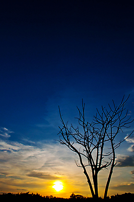 포토 JPG 해외이미지 주간 나무 구름 실루엣 자연 하늘 풍경 사람없음 야외 태양 노을 자연백그라운드 해외202004 해외202105 해외포토 자연요소 식물 백그라운드 촬영기법 생태계 파일형식