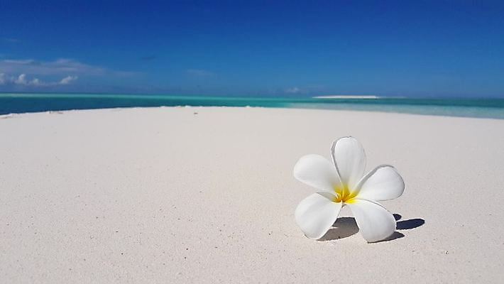 포토 JPG 해외이미지 주간 바다 자연 하늘 풍경 사람없음 야외 모래사장 자연백그라운드 몰디브 열대꽃 해외202004 해외202105 해외포토 자연요소 꽃 아시아 백그라운드 생태계 파일형식