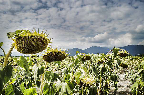 포토 JPG 해외이미지 식물 꽃잎 꽃 백그라운드 잎 밭 자연 하늘 해바라기 풍경 초원 사람없음 야외 여름 햇빛 태양 일몰 해외202004 해외202105 해외포토 자연요소 계절 농업 노을 생태계 파일형식