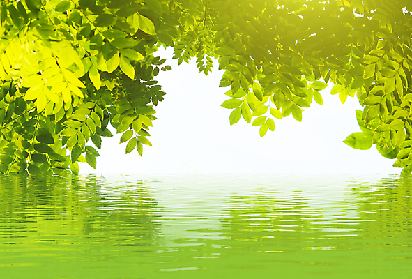 포토 JPG 해외이미지 주간 식물 호수 물결 잎 자연 풍경 사람없음 야외 햇빛 자연백그라운드 해외202004 해외202105 해외포토 자연요소 백그라운드 태양 생태계 파일형식