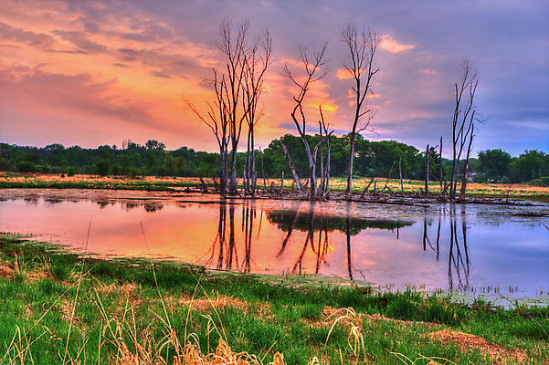 포토 JPG 해외이미지 나무 구름 호수 잎 자연 하늘 풍경 사람없음 야외 반사 수면 야간 자연백그라운드 해외202004 해외202105 해외포토 자연요소 식물 백그라운드 물 생태계 파일형식