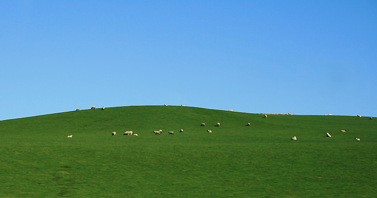 포토 JPG 해외이미지 주간 여러마리 자연 하늘 풍경 초원 사람없음 야외 양 자연백그라운드 해외202004 해외202105 해외포토 자연요소 다수 백그라운드 포유류 생태계 파일형식