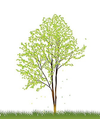 EPS 해외이미지 나무 일러스트 나뭇잎 한그루 잔디 사람없음 해외202004 해외202105 해외일러스트 식물 1 잎 파일형식 벡터